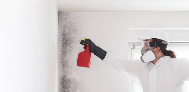 Best Bathroom Mold Remediation in Saranac Lake, NY